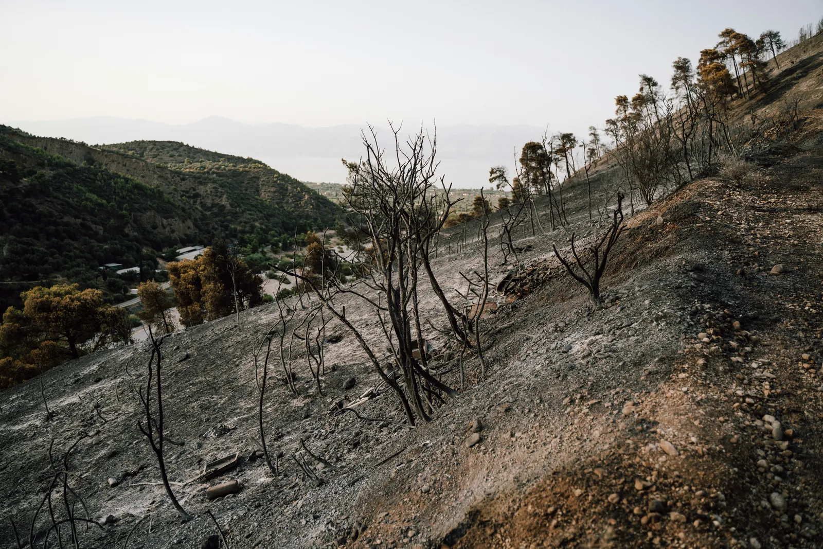 A steep hillside stripped to grey ash and bare soil after a wildfire, dotted with charred leafless stems, with a green valley and the sea beyond.