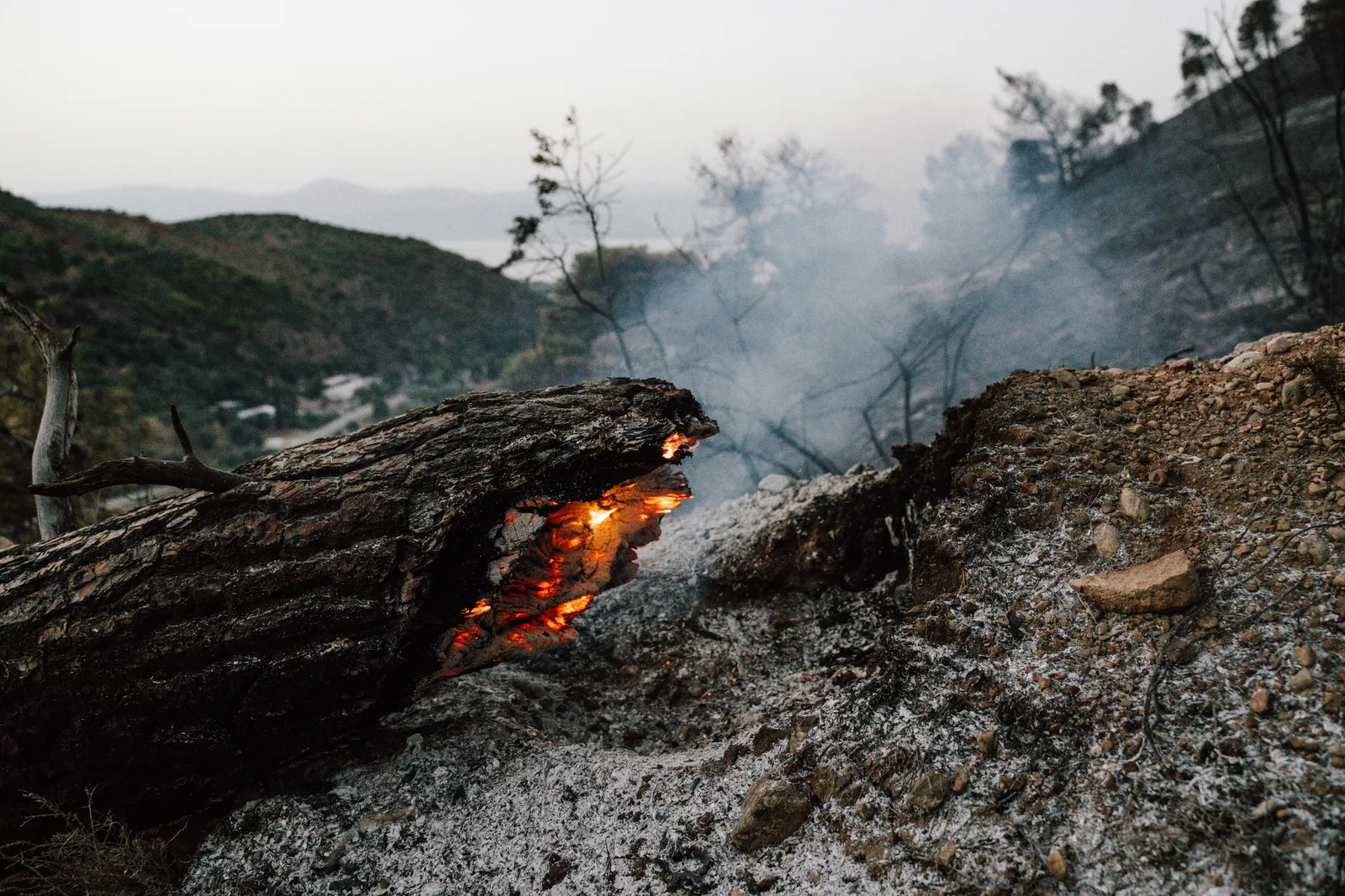 A fallen tree trunk glowing with embers along a split in its charred bark, surrounded by pale wood ash at dusk, with hills and sea behind.