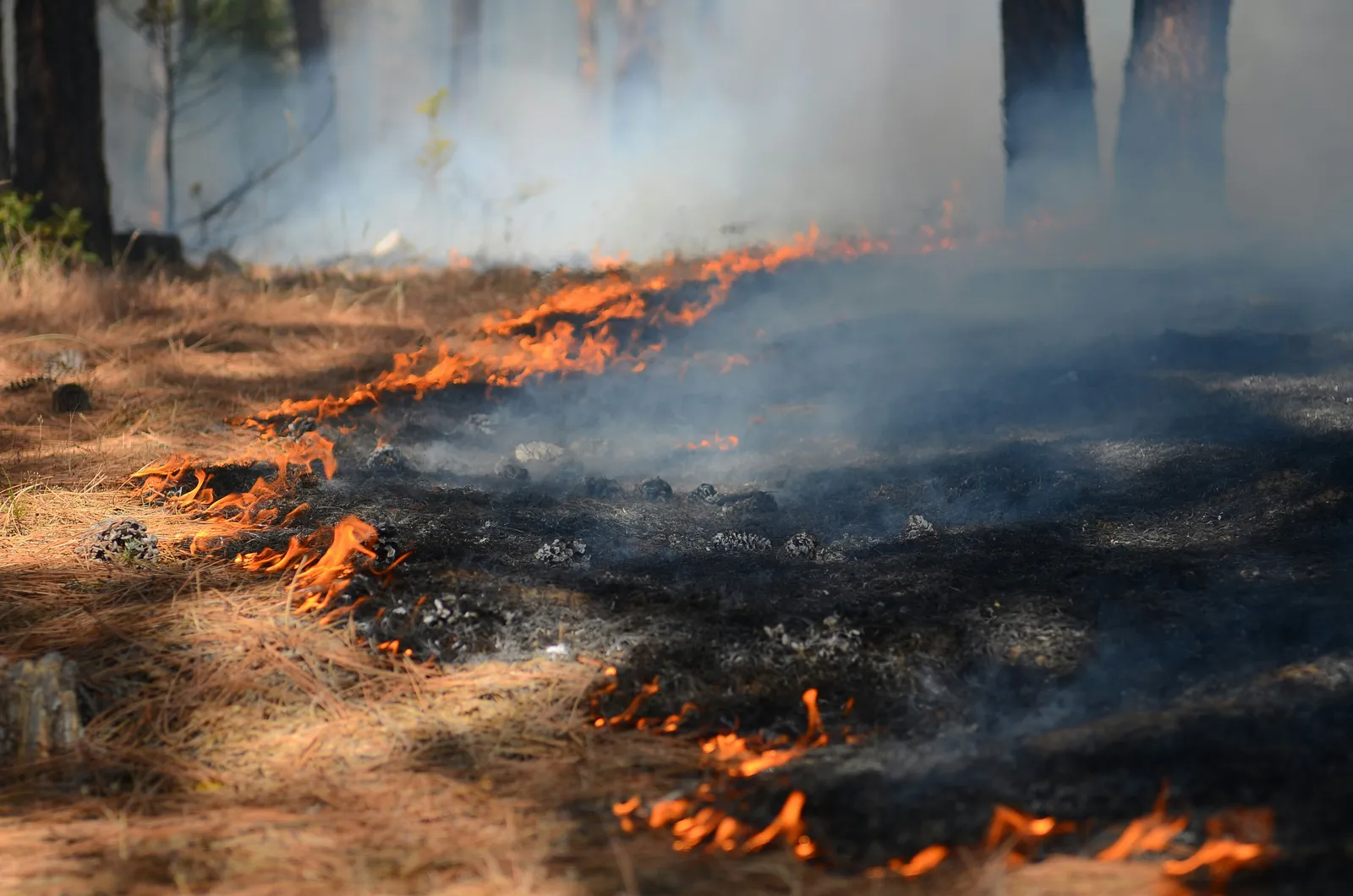 A line of low orange flames creeping through dry pine needles and cones, with blackened ground behind and smoky pine trunks in the distance.
